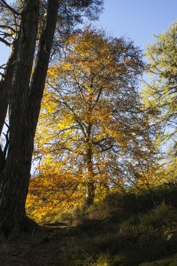 Beech Tree in autumn colours at Randolph's Leap