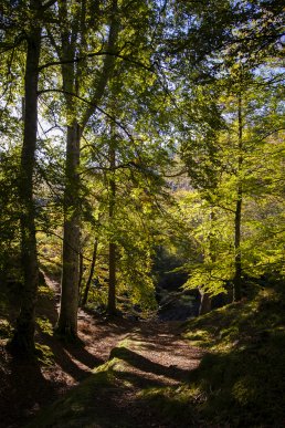 Beech Trees and path at Randolph's Leap