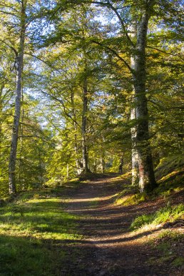 Beech Trees and path at Randolph's Leap