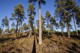 Shadows and Scots pine