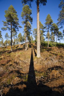 Shadows and Scots pine